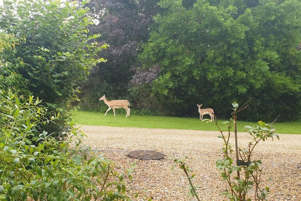 The Old Barn Annexe, Cosy Stay, Close Drive To City, Beach, South Downs & Goodwood Chichester Luaran gambar
